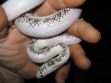 Whitewall female speckled king