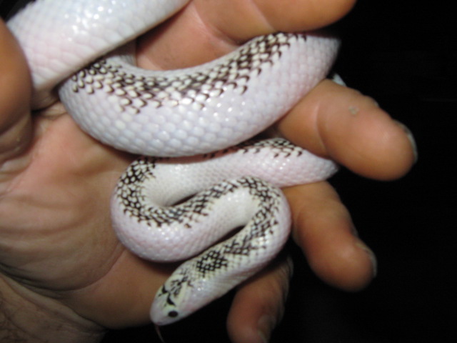 Whitewall female speckled king