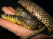 Calhoun county femaleII speckled king