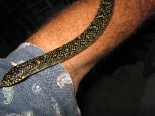 Calhoun co. male II speckled king