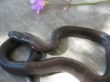 '09 Calhoun county speckleless holbrooki
