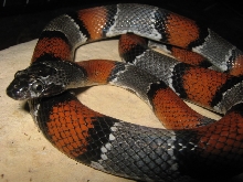 Female Langtry alterna