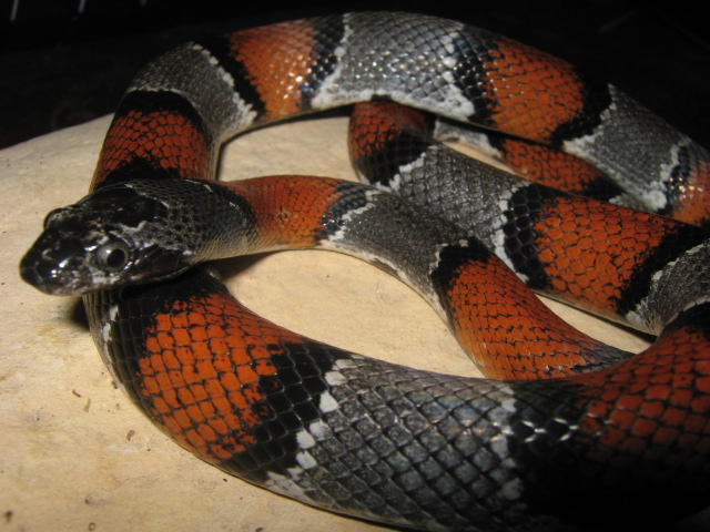 Female Langtry alterna