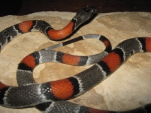 Male Langtry alterna