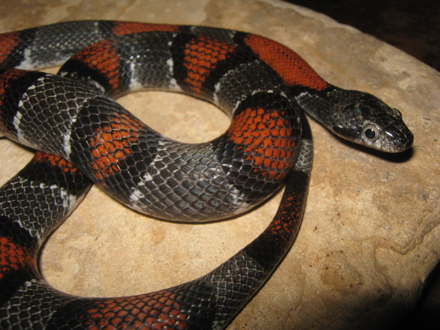 Female Langtry alterna II