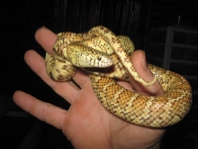 '07 Hypo floridana male