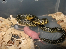 Calhoun county '09 speck (het patternless)