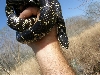 Nueces county, Texas female sp[lendida