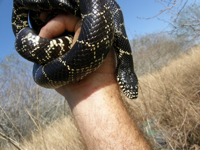 Nueces county, Texas female sp[lendida