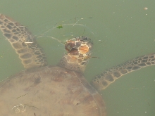 Kemp's Ridleys sea turtle III 02-18-08