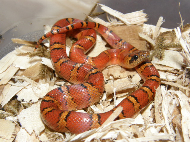Walt and Mildred female #4 '08