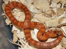 Walt and Mildred female #8  '08