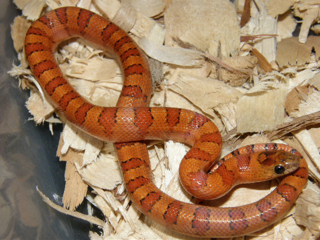 Walt and Mildred female #8  '08