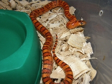 Walt and Mildred female #2  '08