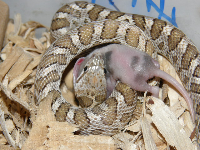 Texas glossy 03-29-09