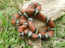 Wilma, red and grey milksnake phase thayeri