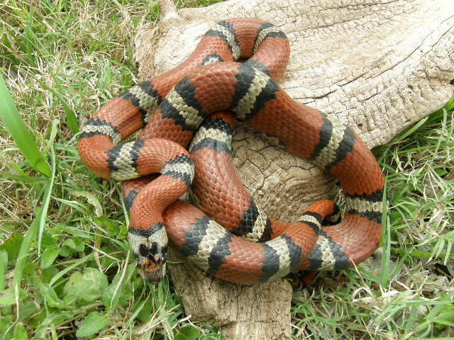 Wilma, red and grey milksnake phase thayeri