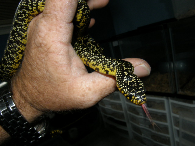 2005 female Calhoun county speckled king
