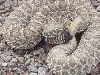 Crotalus v.viridus-Prairie rattlesnake