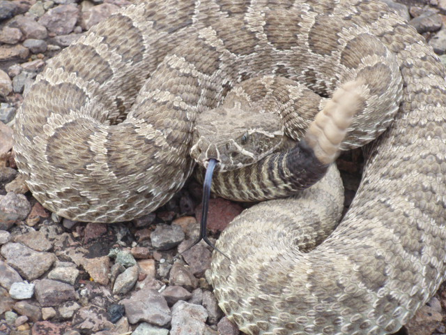 Crotalus v.viridus-Prairie rattlesnake