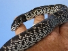 Hebbronville, Tx. splendida male