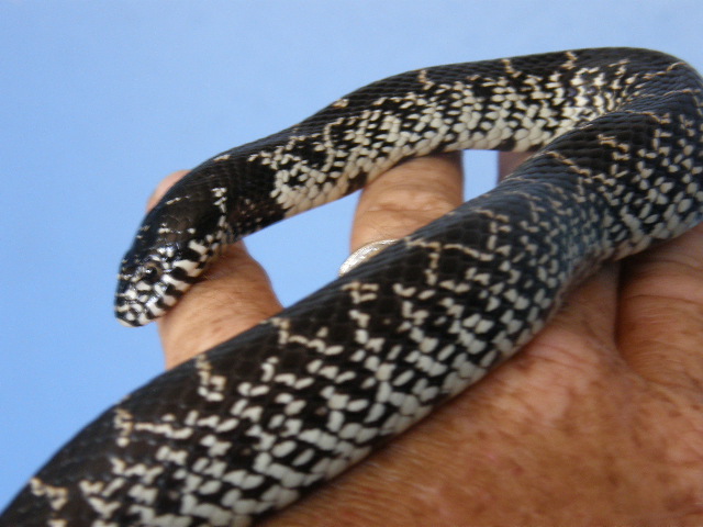 Hebbronville, Tx. splendida male