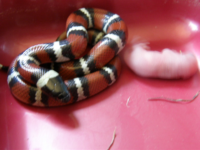 '08 female annulatta II
