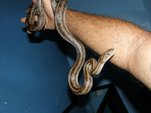 striped P.g. meahllmorum