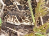 Crotalus adamanteus