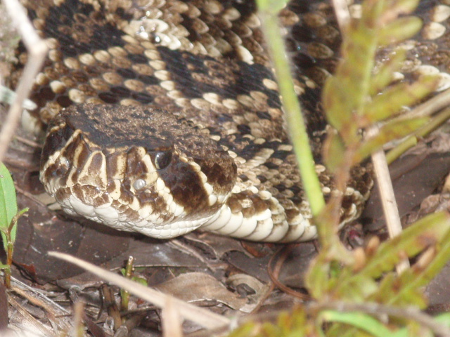 Crotalus adamanteus