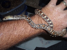 '05 Sonoran gopher female