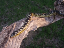 Nueces county speckdida