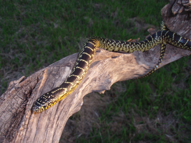 Nueces county speckdida
