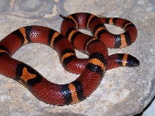 03 Mexican milk snake