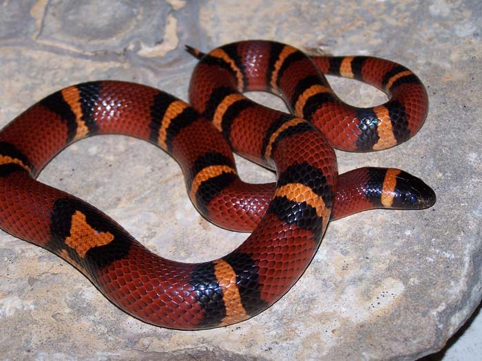 03 Mexican milk snake
