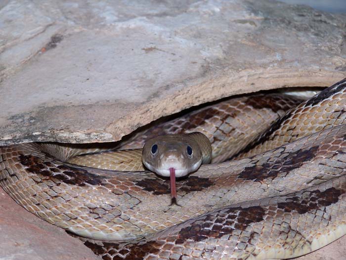 World record Trans pecos rat snake from Val Verde county, Texas Langtry loc