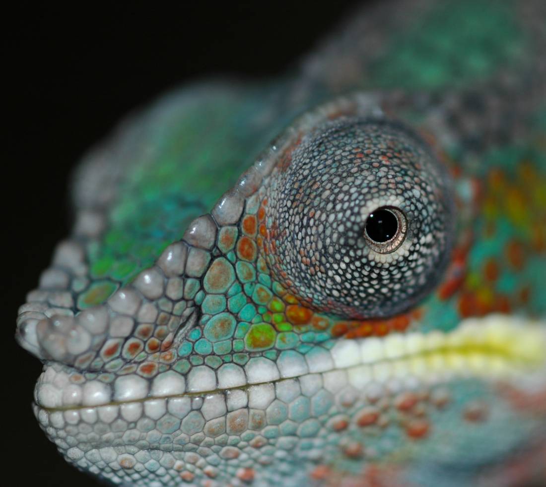 Blue Bar Ambilobe Face Shot