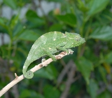 Baby Deremensis