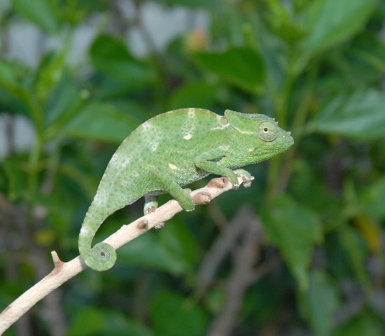 Baby Deremensis