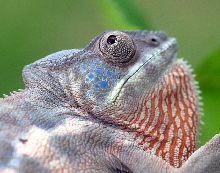 Nosey Female w/ Blue