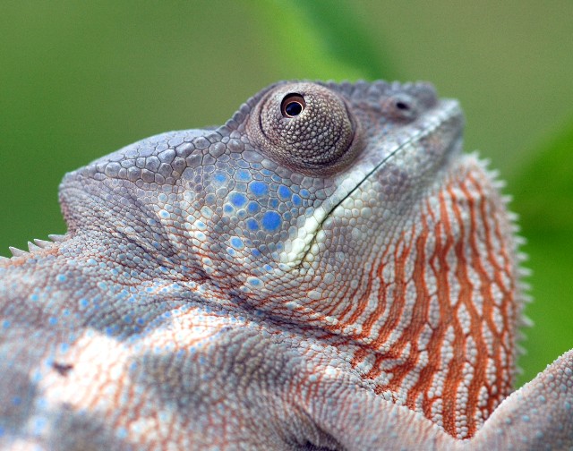Nosey Female w/ Blue