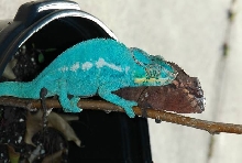 Nosey Be' Blue