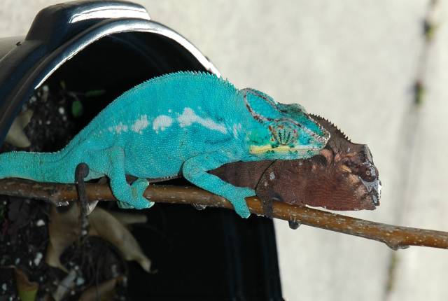 Nosey Be' Blue