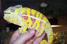 Ambilobe