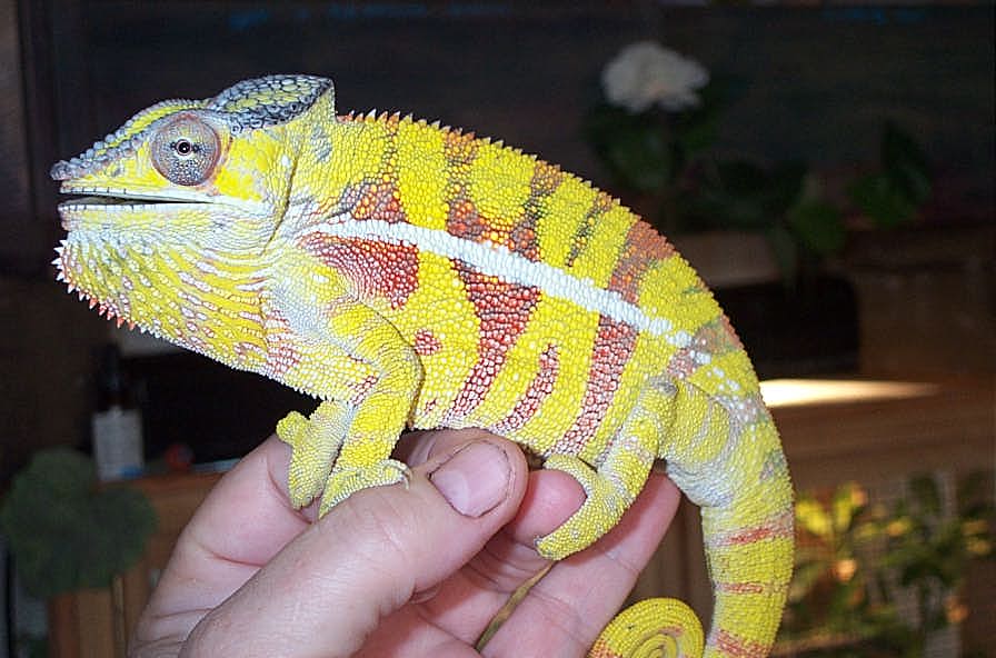 Ambilobe
