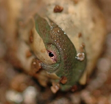 Newborn Veiled