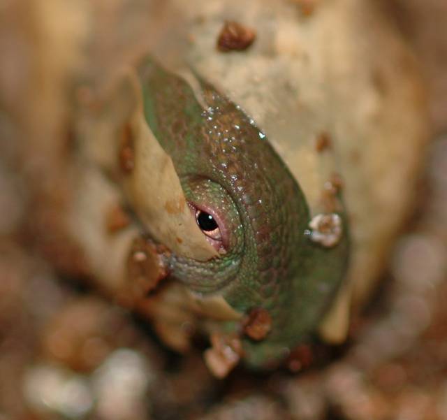 Newborn Veiled