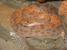 Crotalus o. abyssus