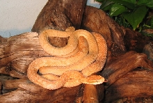 mamushi(albino)