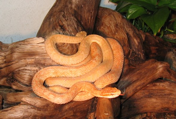 mamushi(albino)